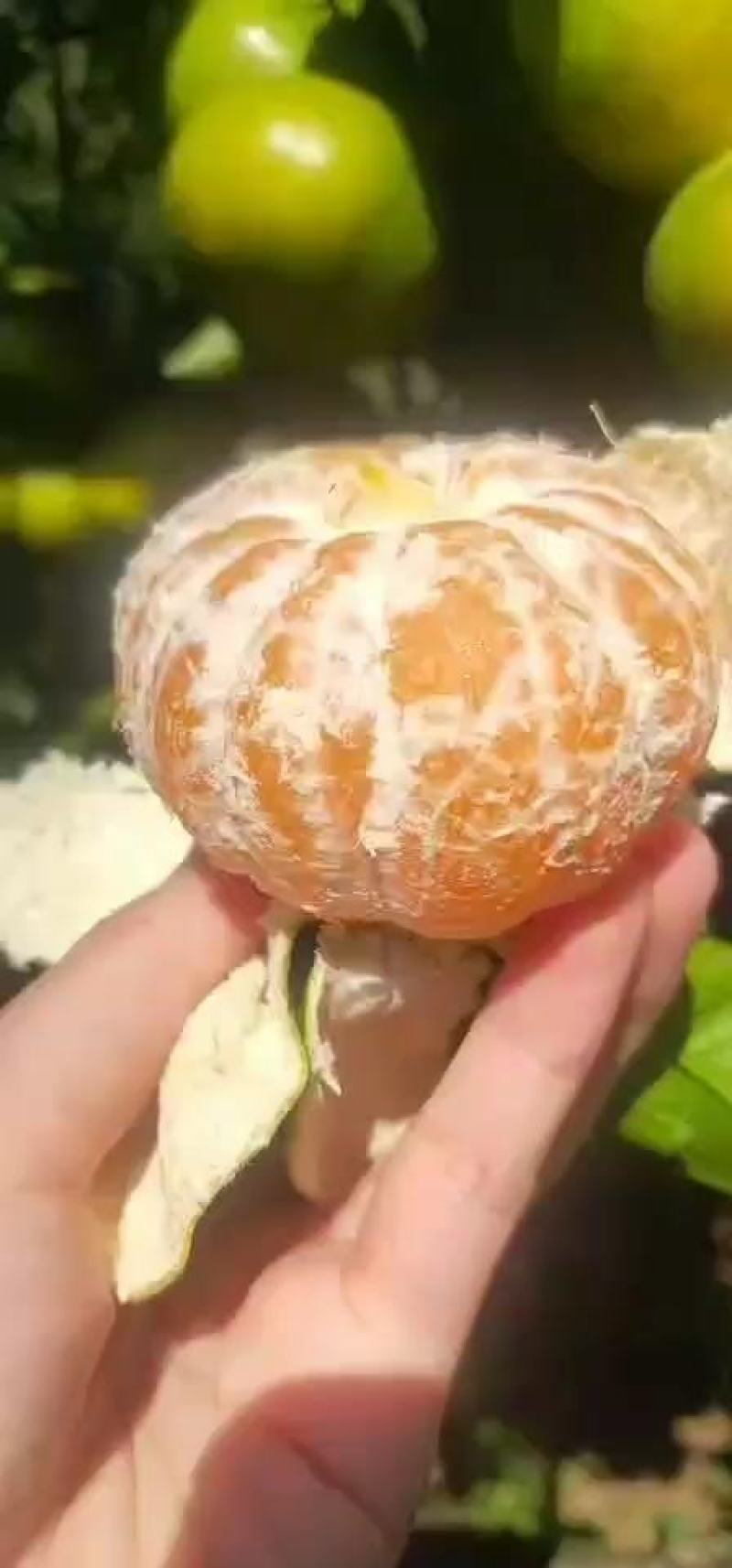 湖北高山特早蜜橘，柑橘，货源充足，大量供应，随行就市！