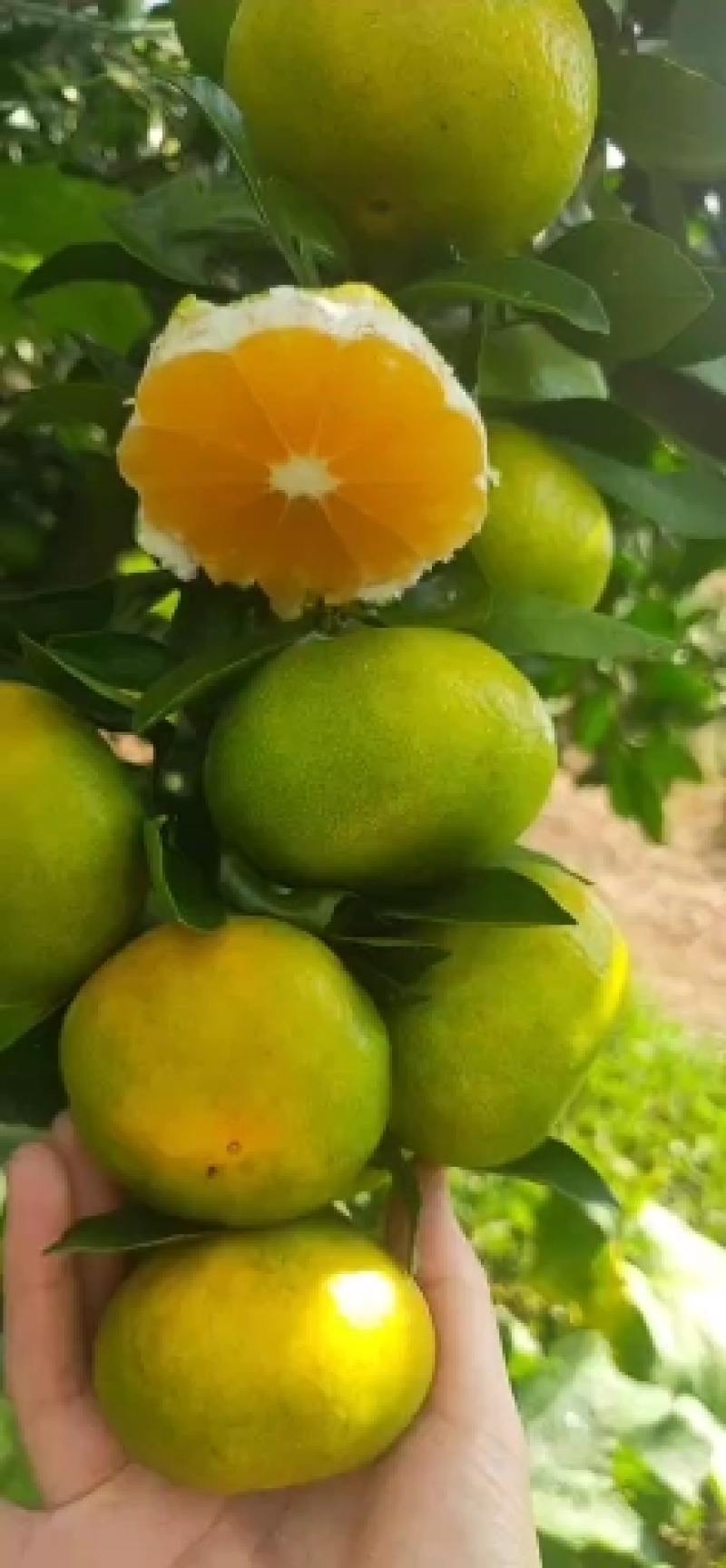 湖北高山特早蜜橘，柑橘，货源充足，大量供应，随行就市！