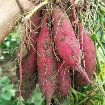 红薯红薯粉条红薯粉面