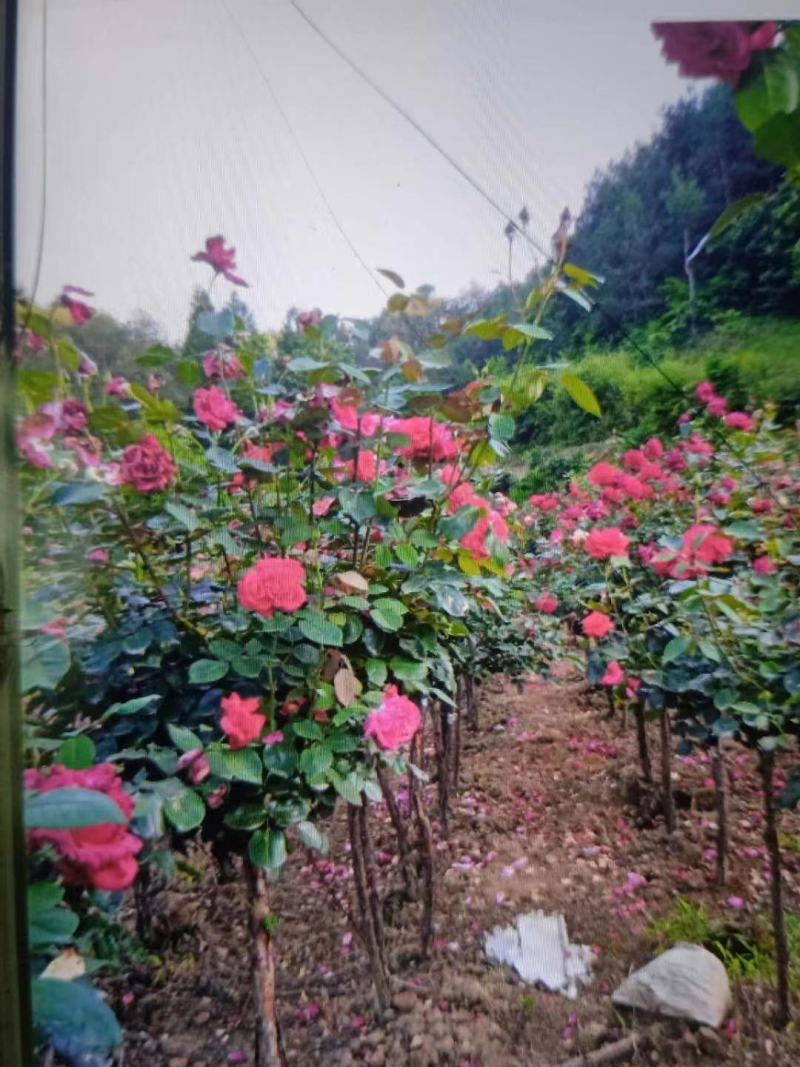 高杆月季，树杆80公分，树冠80公分左右。
