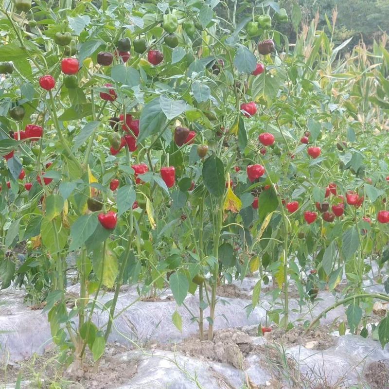 辣椒，朝天椒，小米椒，产地代收，货源充足，电联洽谈