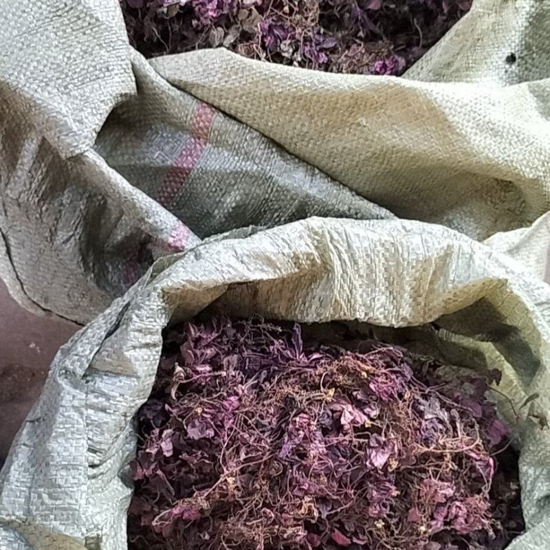 风柜斗草全红色的