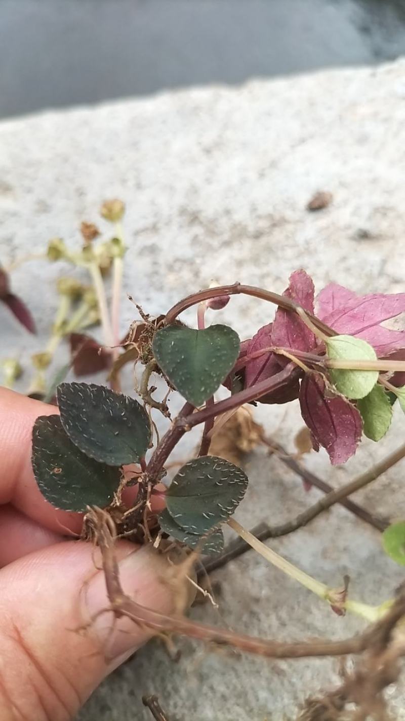 风柜斗草全红色的