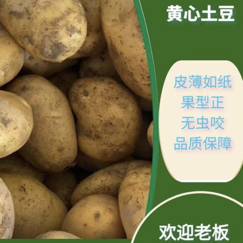 甘肃定西冀张署大量批发.陇十正在出售产地批发