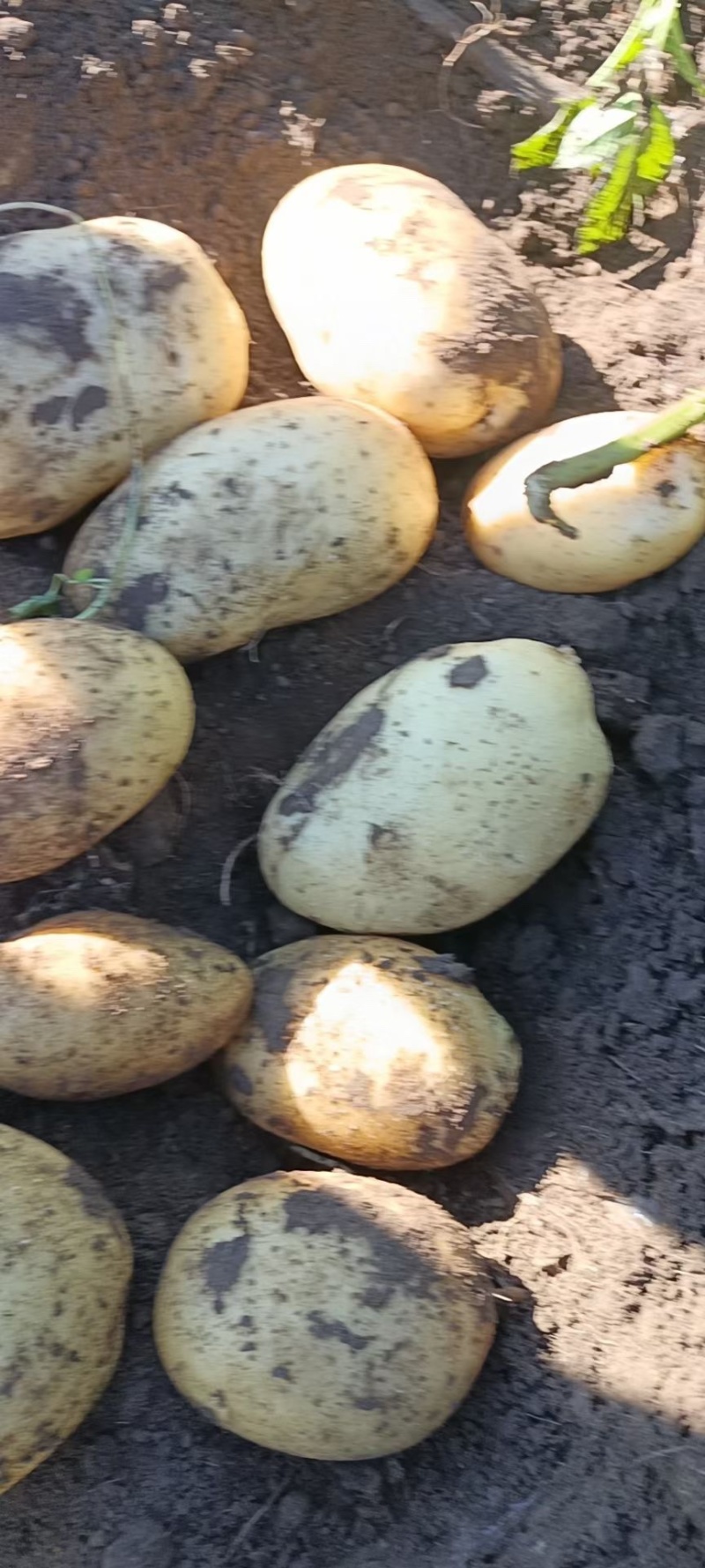 甘肃定西冀张署大量批发.陇十正在出售产地批发