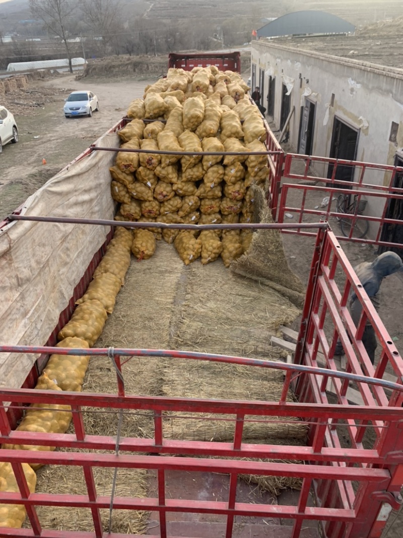 甘肃定西冀张署大量批发.陇十正在出售产地批发