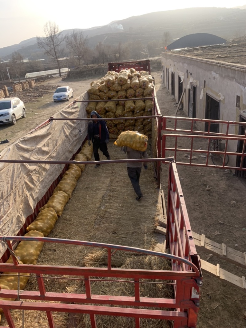 甘肃定西冀张署大量批发.陇十正在出售产地批发