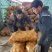 甘肃定西冀张署大量批发.陇十正在出售产地批发