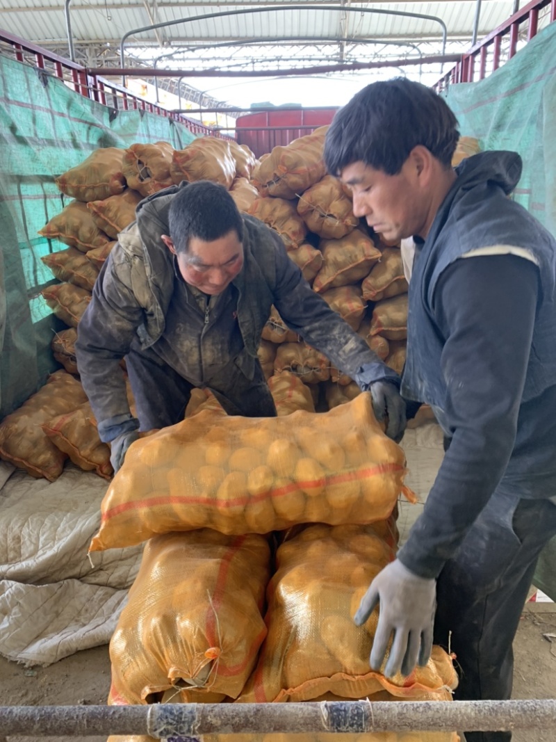 甘肃定西冀张署大量批发.陇十正在出售产地批发