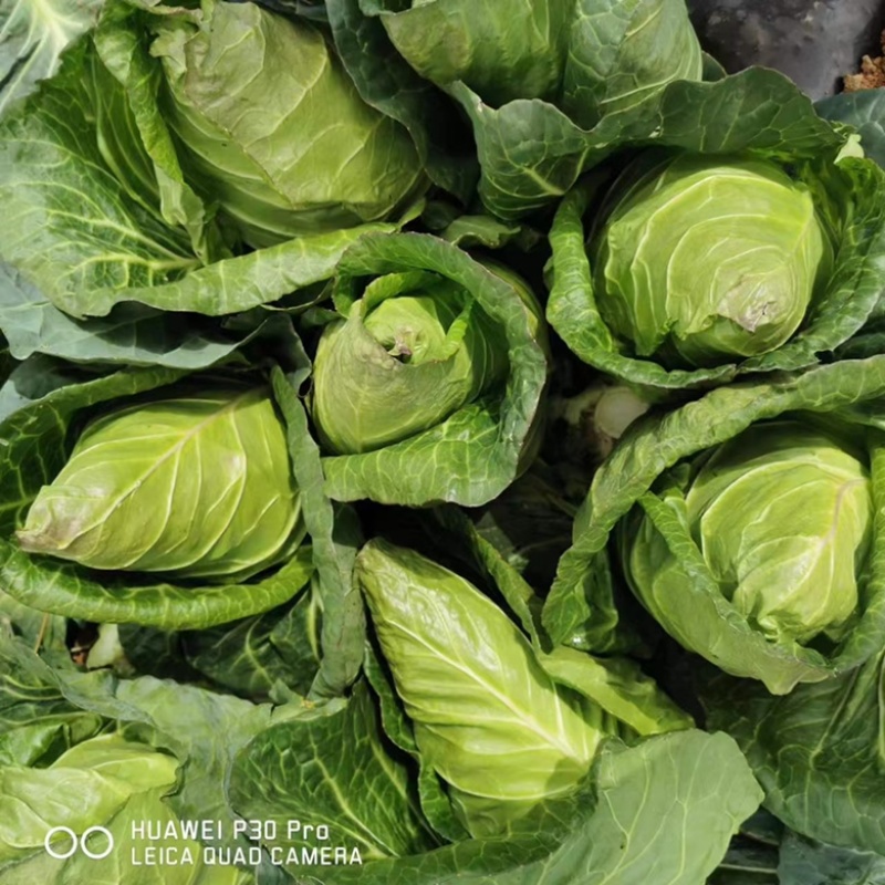 【热销】牛心包菜，大面积种植，产地直发，一手货源，大量有货