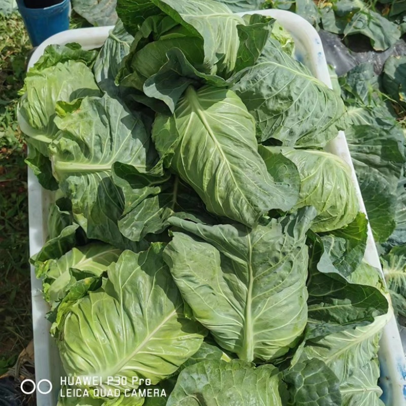 【热销】牛心包菜，大面积种植，产地直发，一手货源，大量有货