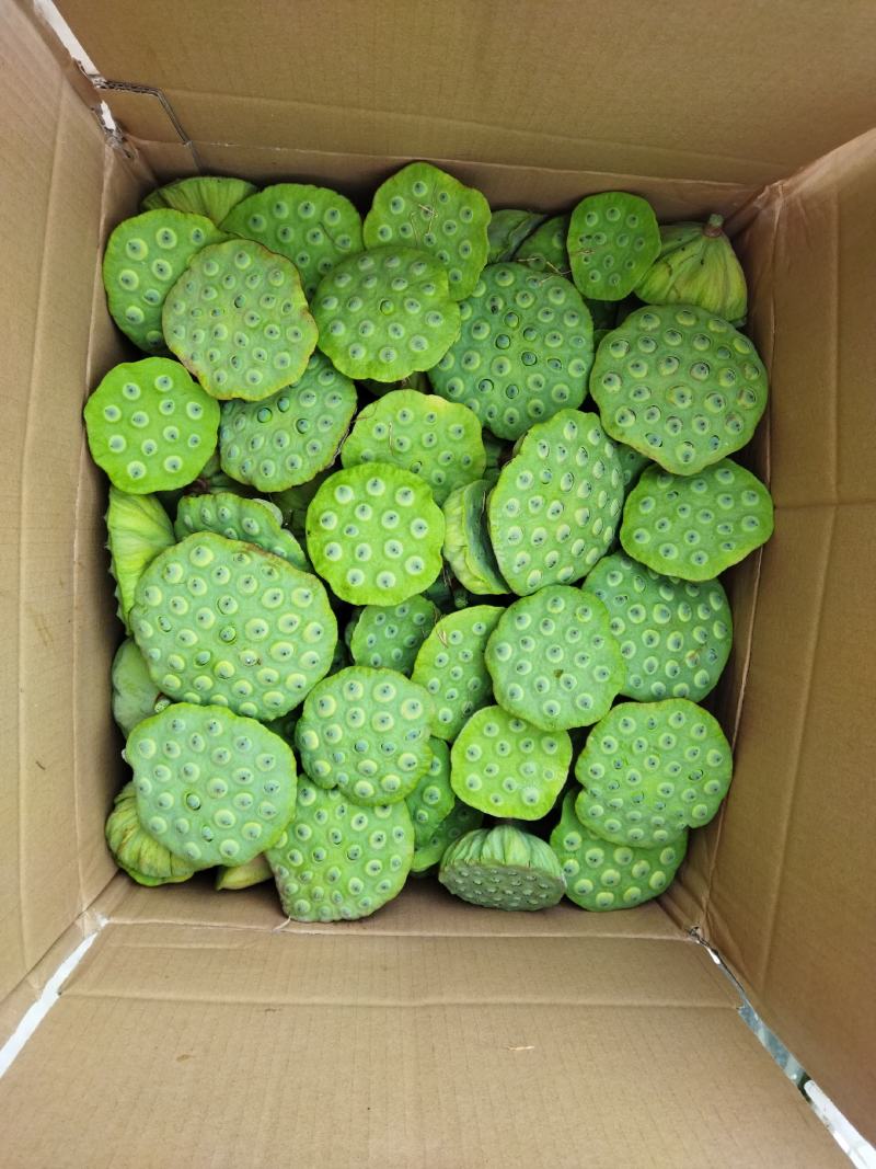 莲蓬，新鲜水果莲蓬，新鲜莲子，煮粥