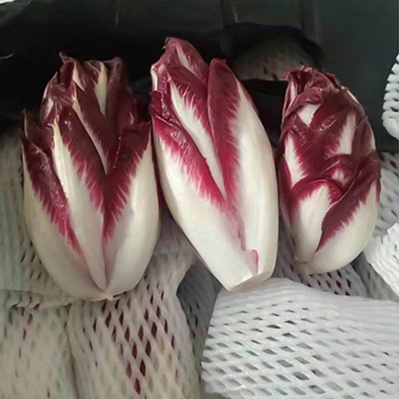 红菊苣种子生吃营养丰富包心菜沙拉进口特色蔬菜庭院阳台盆栽