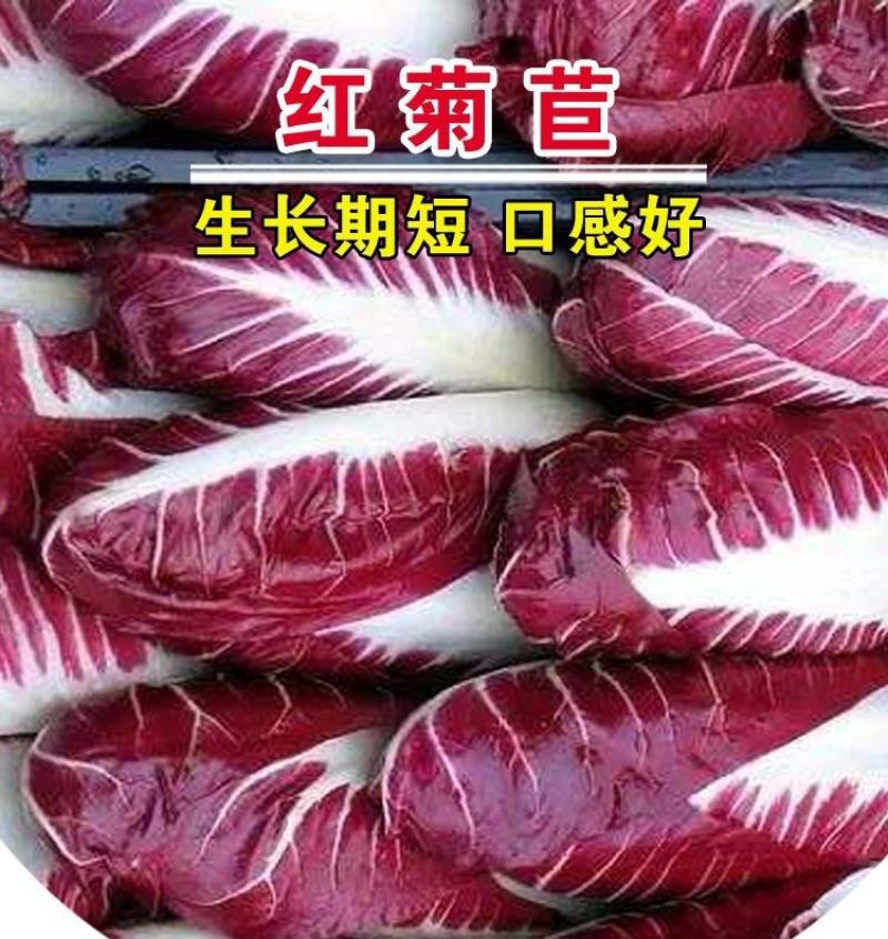 红菊苣种子生吃营养丰富包心菜沙拉进口特色蔬菜庭院阳台盆栽