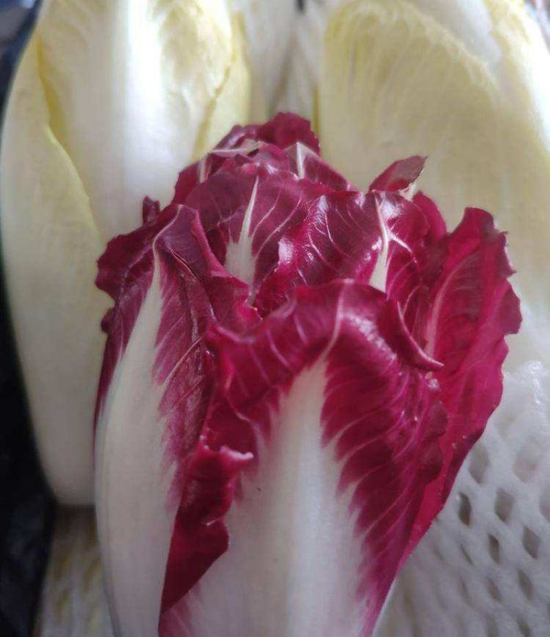 红菊苣种子生吃营养丰富包心菜沙拉进口特色蔬菜庭院阳台盆栽