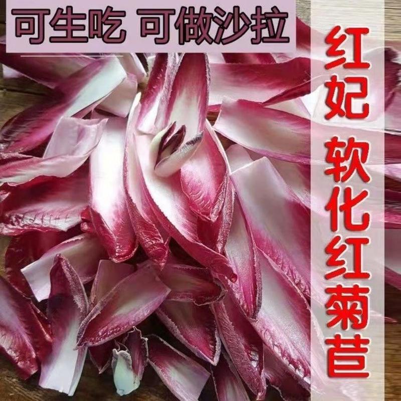 红菊苣种子生吃营养丰富包心菜沙拉进口特色蔬菜庭院阳台盆栽
