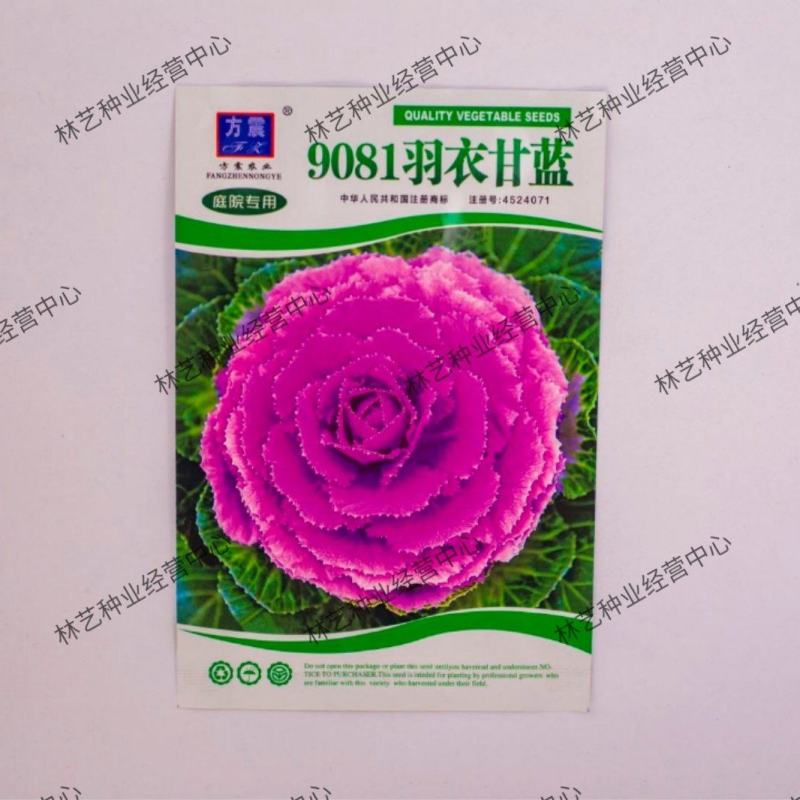 羽衣甘蓝种子观赏食用型甘蓝蔬菜孑阳台四季盆栽春季种植
