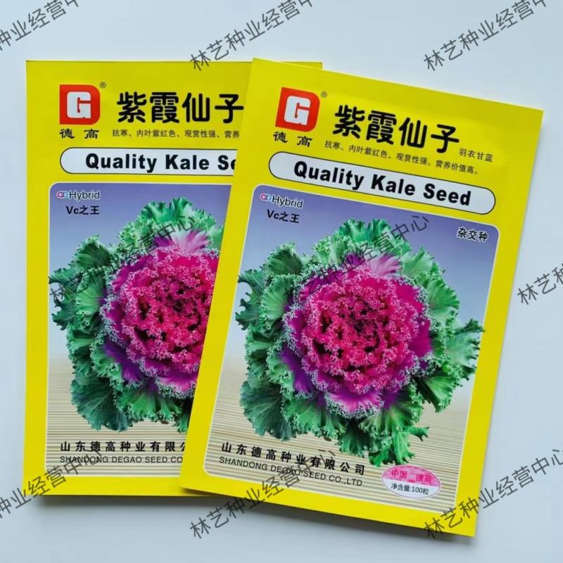 羽衣甘蓝种子观赏食用型甘蓝蔬菜孑阳台四季盆栽春季种植