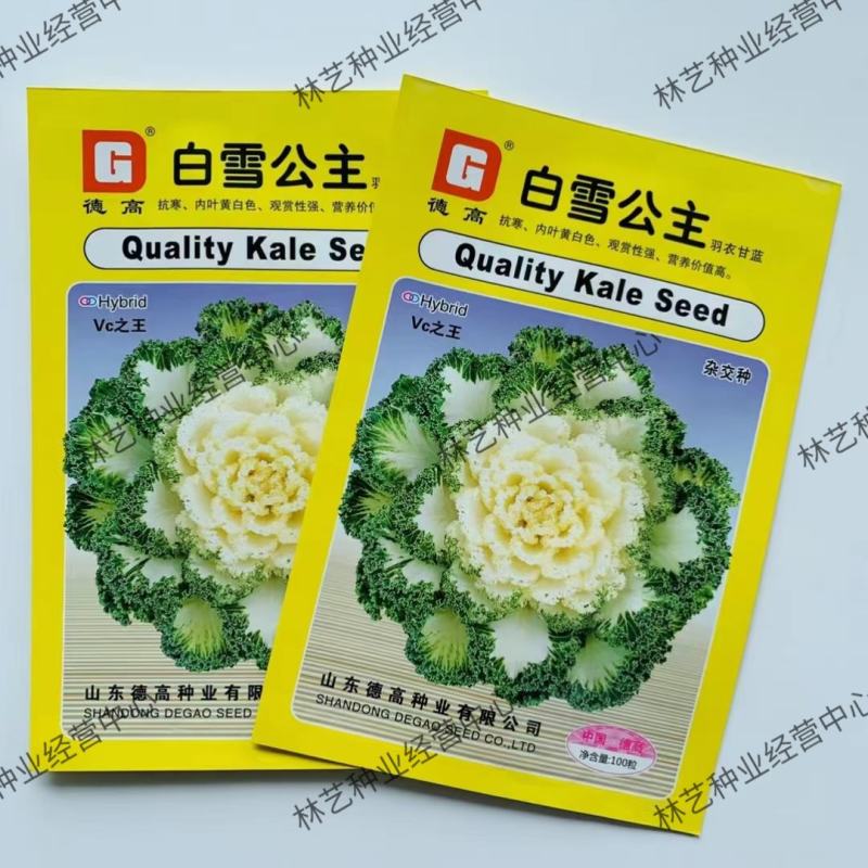 羽衣甘蓝种子观赏食用型甘蓝蔬菜孑阳台四季盆栽春季种植