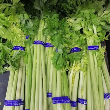 芹菜商河暖棚芹菜