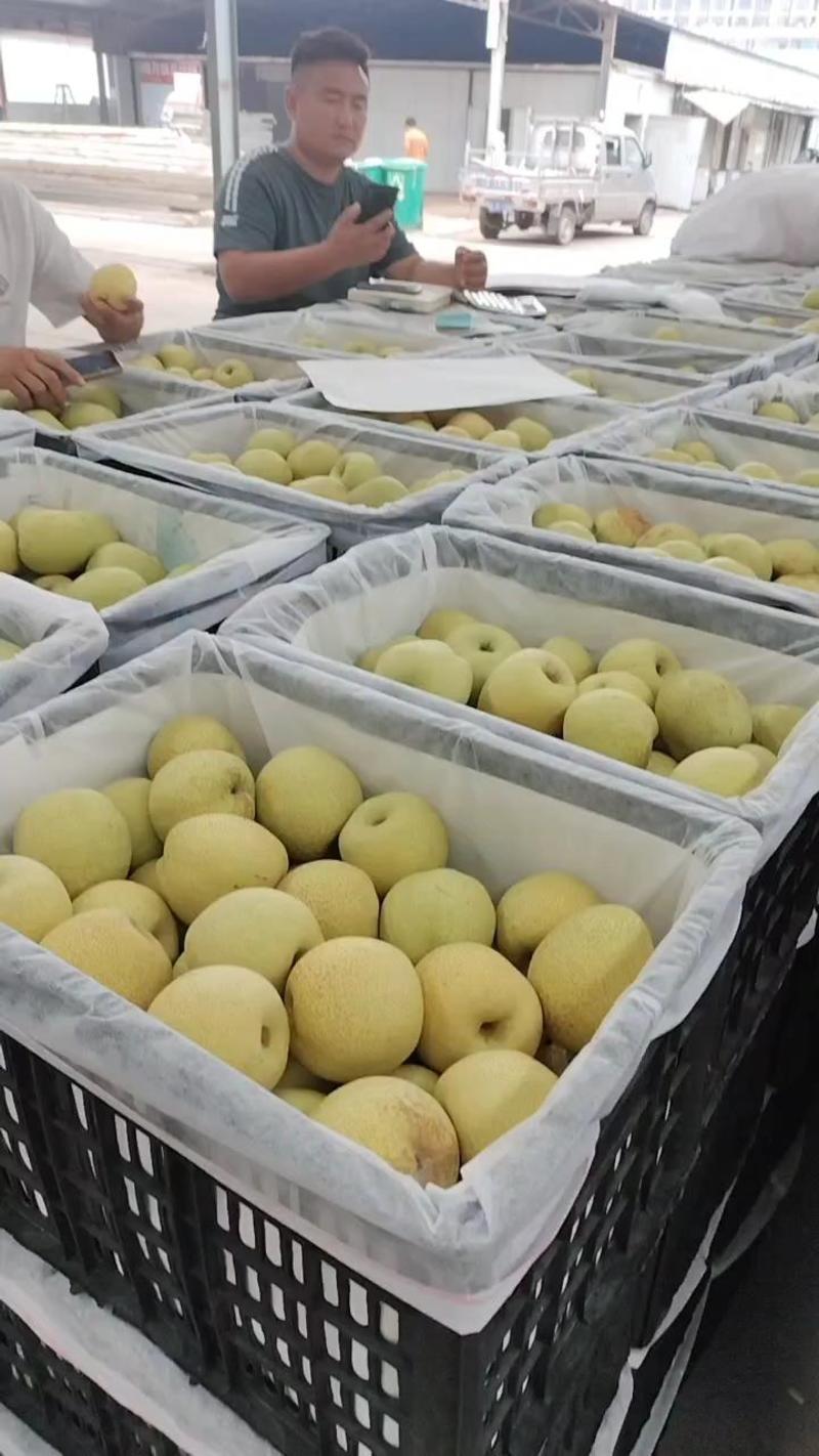 砀山酥梨大量上市，品质好数量大，翠甜欢迎新老客户前来考察