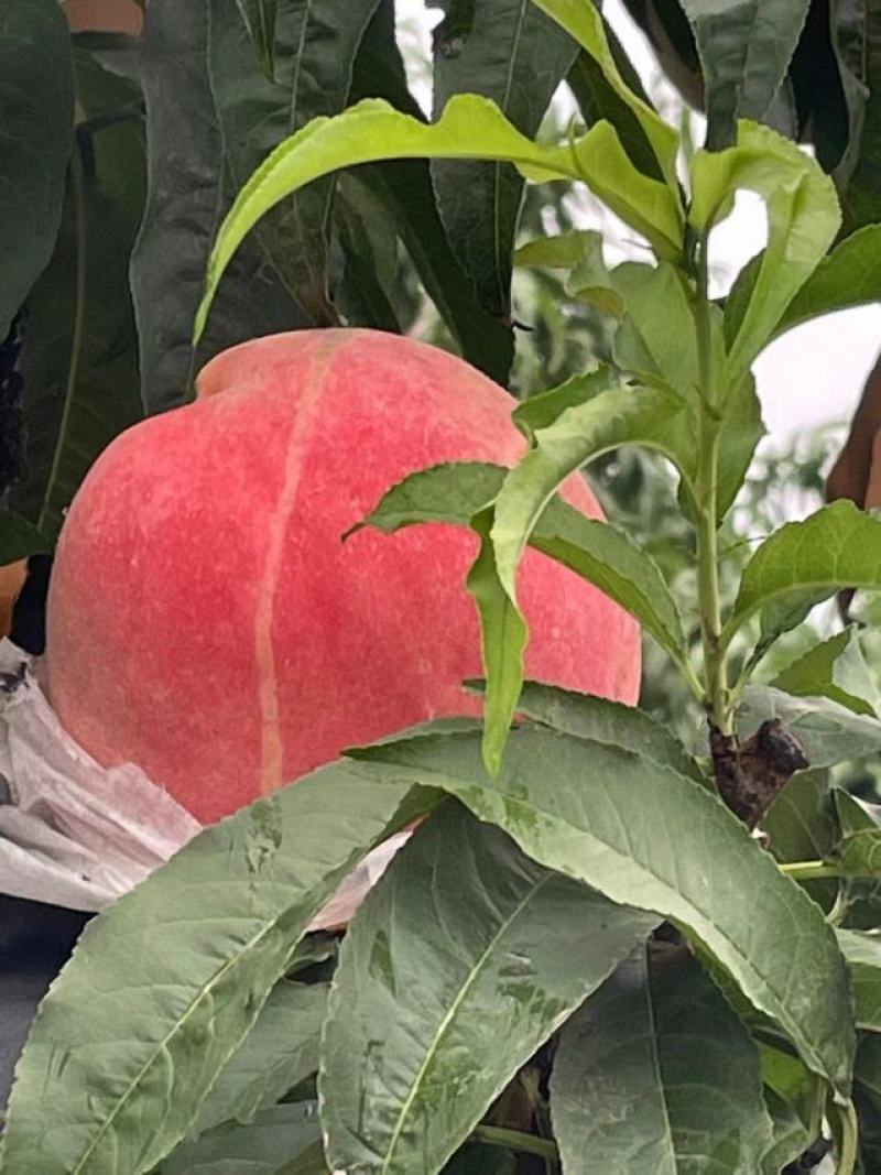 纸袋永莲蜜毛桃河南蜜桃产地直发品质保证走市场