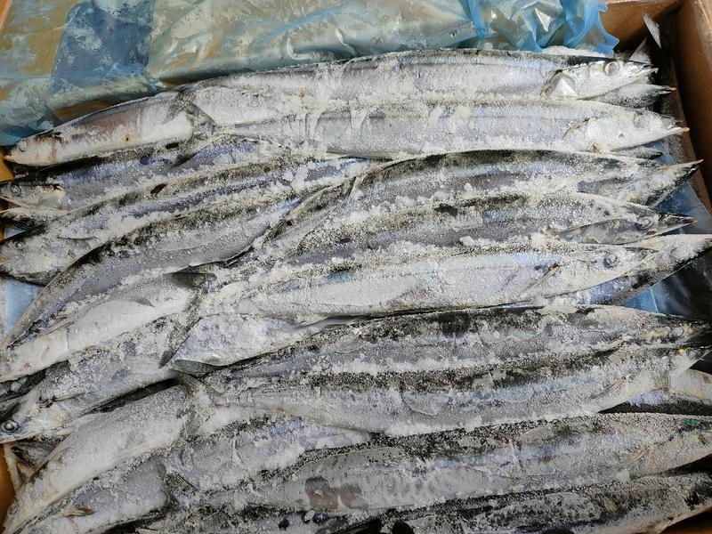 远洋捕捞1-2号秋刀鱼大规格烧烤摊海鲜食材