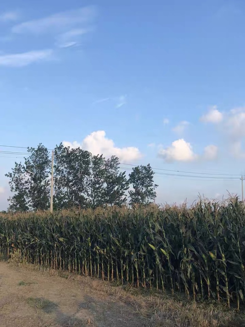 糯玉米玉米大量上市中产地直供精品好货