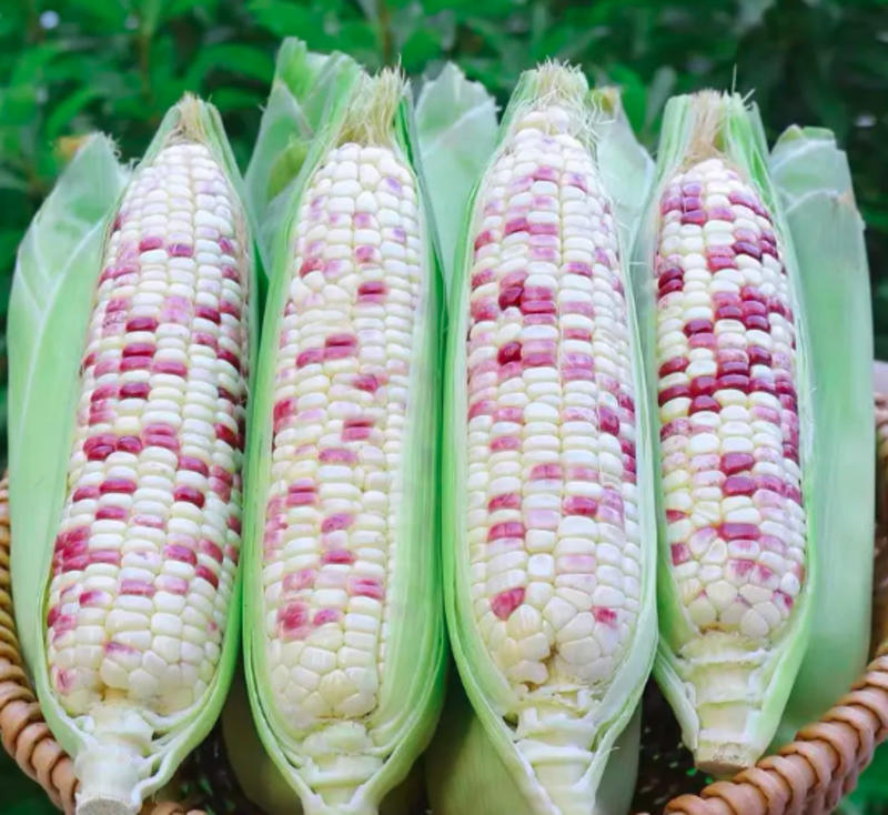 糯玉米玉米大量上市中产地直供精品好货
