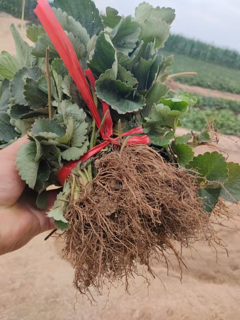 穴盘草莓苗红颜天仙醉宁玉章姬草莓苗