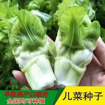 四川儿菜种子种籽芥菜种四季菜种娃娃菜蔬菜抱儿菜孑菜籽耳菜