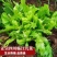 四川儿菜种子种籽芥菜种四季菜种娃娃菜蔬菜抱儿菜孑菜籽耳菜