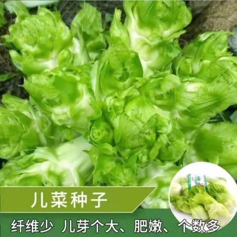 四川儿菜种子种籽芥菜种四季菜种娃娃菜蔬菜抱儿菜孑菜籽耳菜