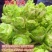 四川儿菜种子种籽芥菜种四季菜种娃娃菜蔬菜抱儿菜孑菜籽耳菜