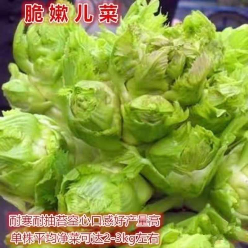 四川儿菜种子种籽芥菜种四季菜种娃娃菜蔬菜抱儿菜孑菜籽耳菜