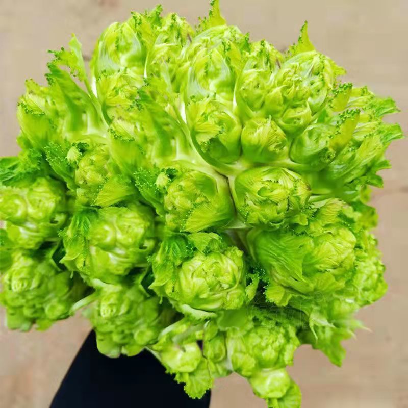 四川儿菜种子种籽芥菜种四季菜种娃娃菜蔬菜抱儿菜孑菜籽耳菜