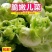 四川儿菜种子种籽芥菜种四季菜种娃娃菜蔬菜抱儿菜孑菜籽耳菜
