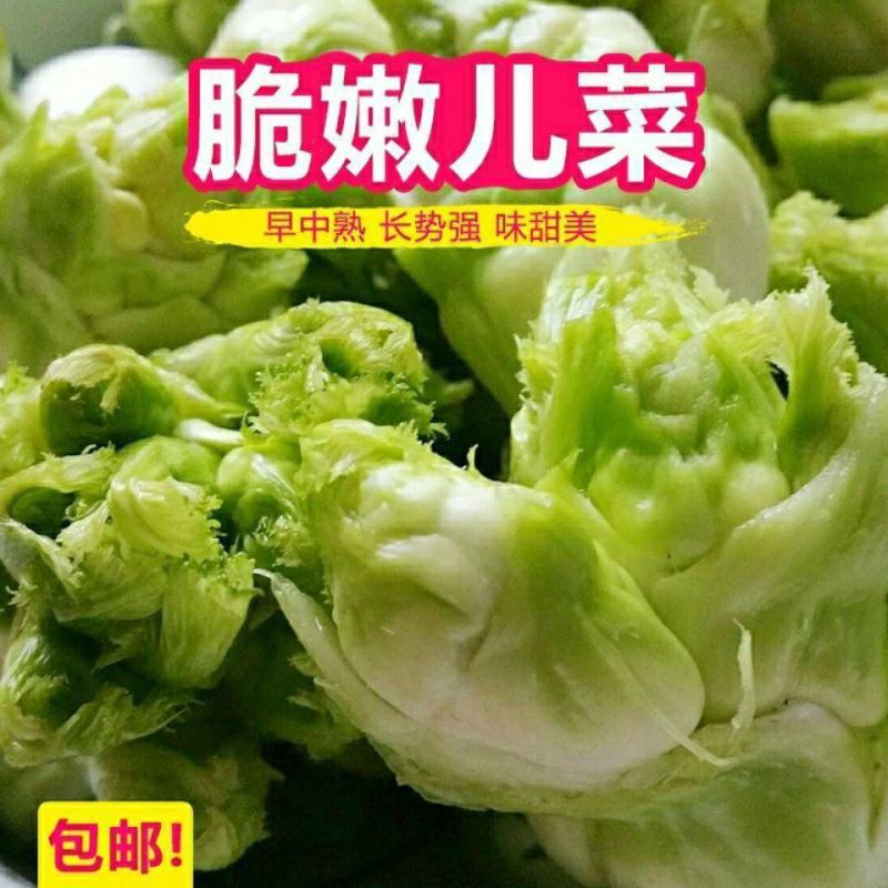 四川儿菜种子种籽芥菜种四季菜种娃娃菜蔬菜抱儿菜孑菜籽耳菜