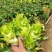 四川儿菜种子种籽芥菜种四季菜种娃娃菜蔬菜抱儿菜孑菜籽耳菜