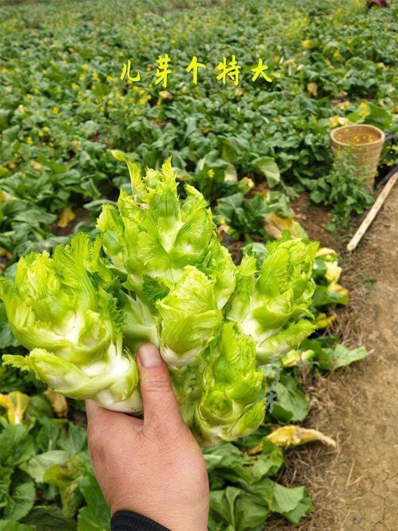 四川儿菜种子种籽芥菜种四季菜种娃娃菜蔬菜抱儿菜孑菜籽耳菜