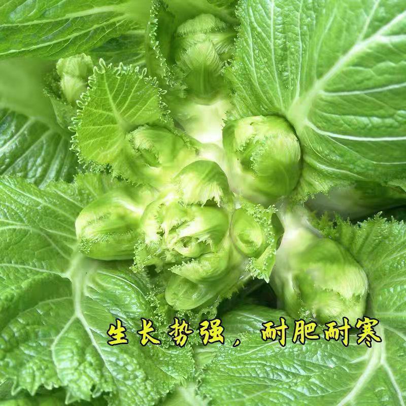 四川儿菜种子种籽芥菜种四季菜种娃娃菜蔬菜抱儿菜孑菜籽耳菜