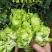 四川儿菜种子种籽芥菜种四季菜种娃娃菜蔬菜抱儿菜孑菜籽耳菜
