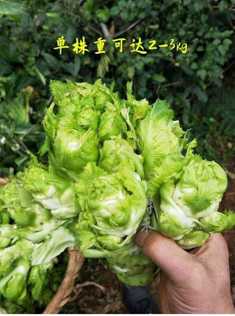 四川儿菜种子种籽芥菜种四季菜种娃娃菜蔬菜抱儿菜孑菜籽耳菜
