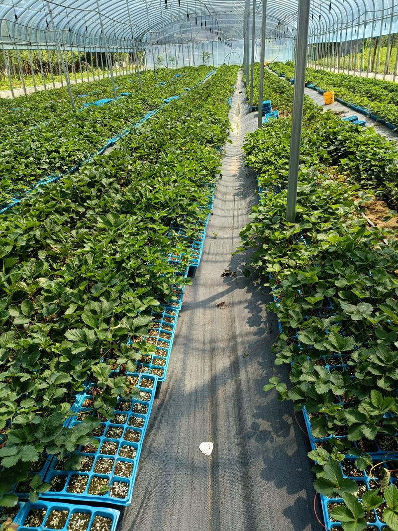 隋珠香野草莓苗繁育基地，连续坐果能力强高产