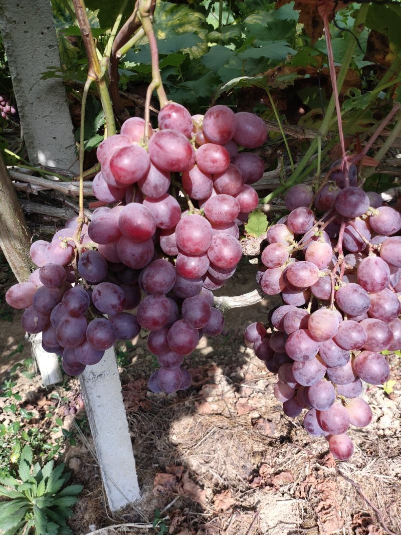 资源高山无公害红提