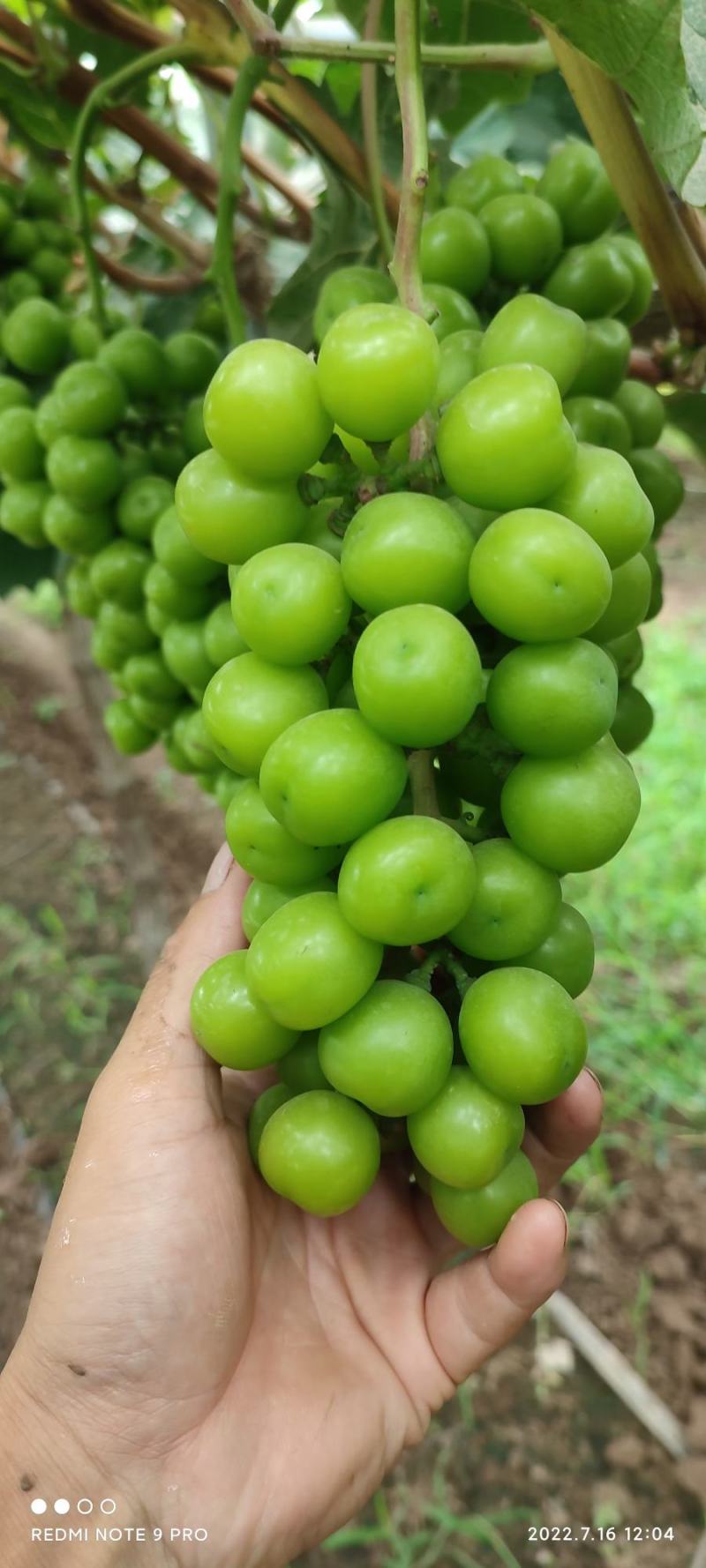 精品阳光玫瑰，欢迎各位老板前来收购，量大从优