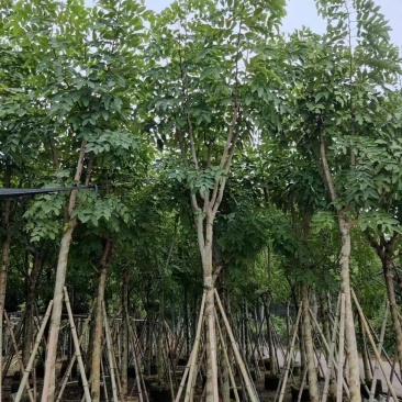 腊肠树，高度3～4米，胸径10～12公分