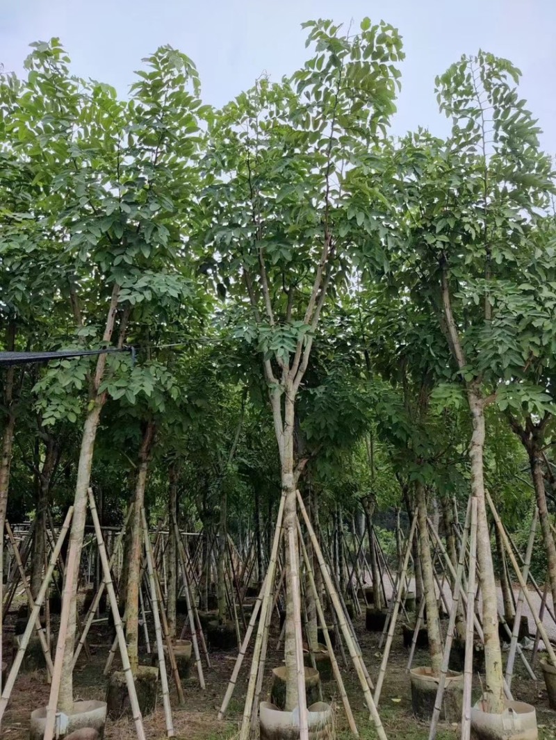 腊肠树，高度3～4米，胸径10～12公分