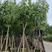 腊肠树，高度3～4米，胸径10～12公分