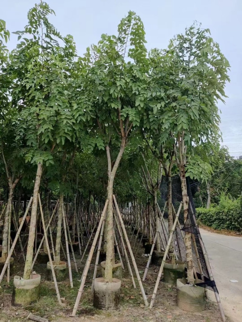 腊肠树，高度3～4米，胸径10～12公分